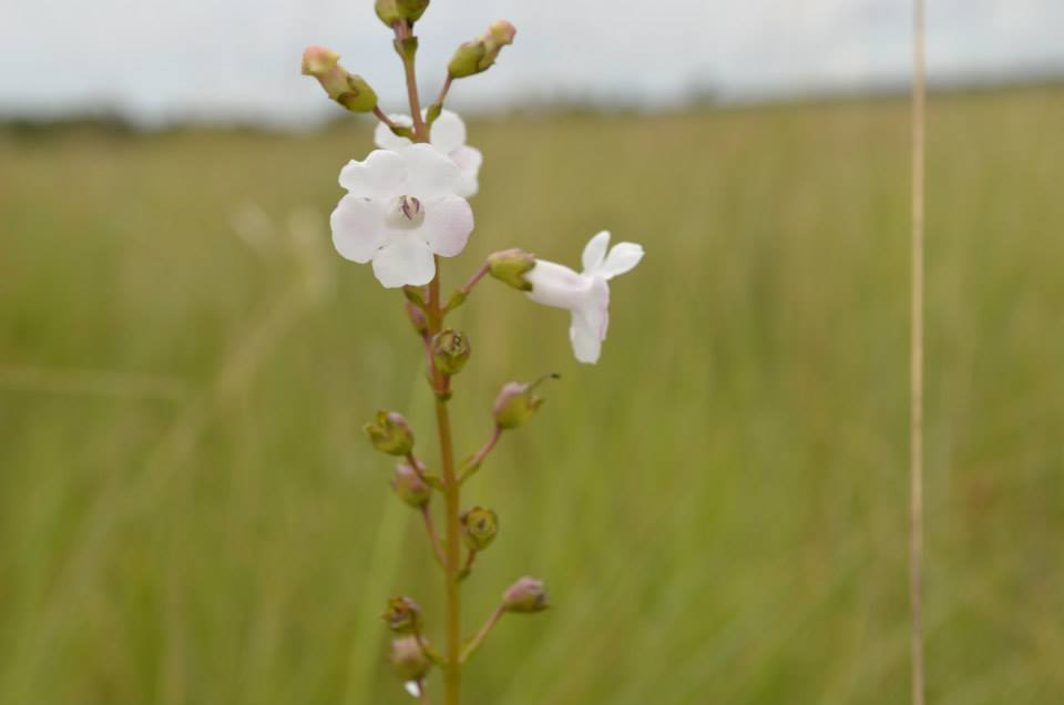 Gerardiina angolensis